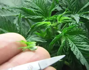 Beschneiden von selbstblühenden Hanfpflanzen