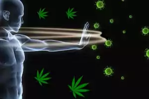 cannabis and immune system
