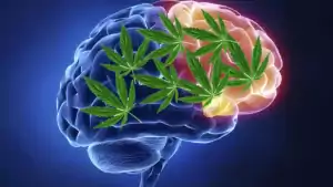 Marihuana protect brain cells