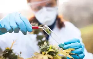 Research on medical cannabis for longevity