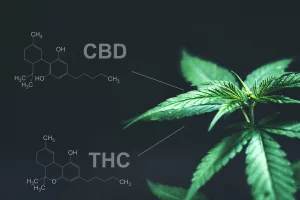 cannabis and the immune system cbd and thc