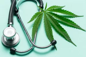 cannabis and the immune system doctor leaf