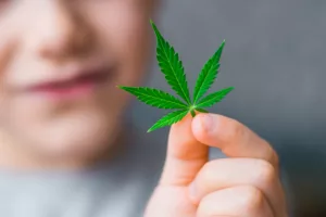 cannabis and longer life leaf