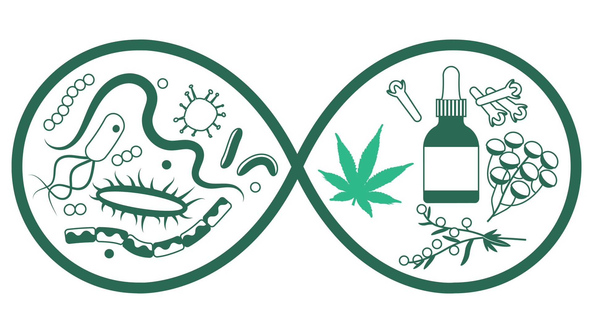 Featured image for “cannabis and antibiotics – can we use them both?”