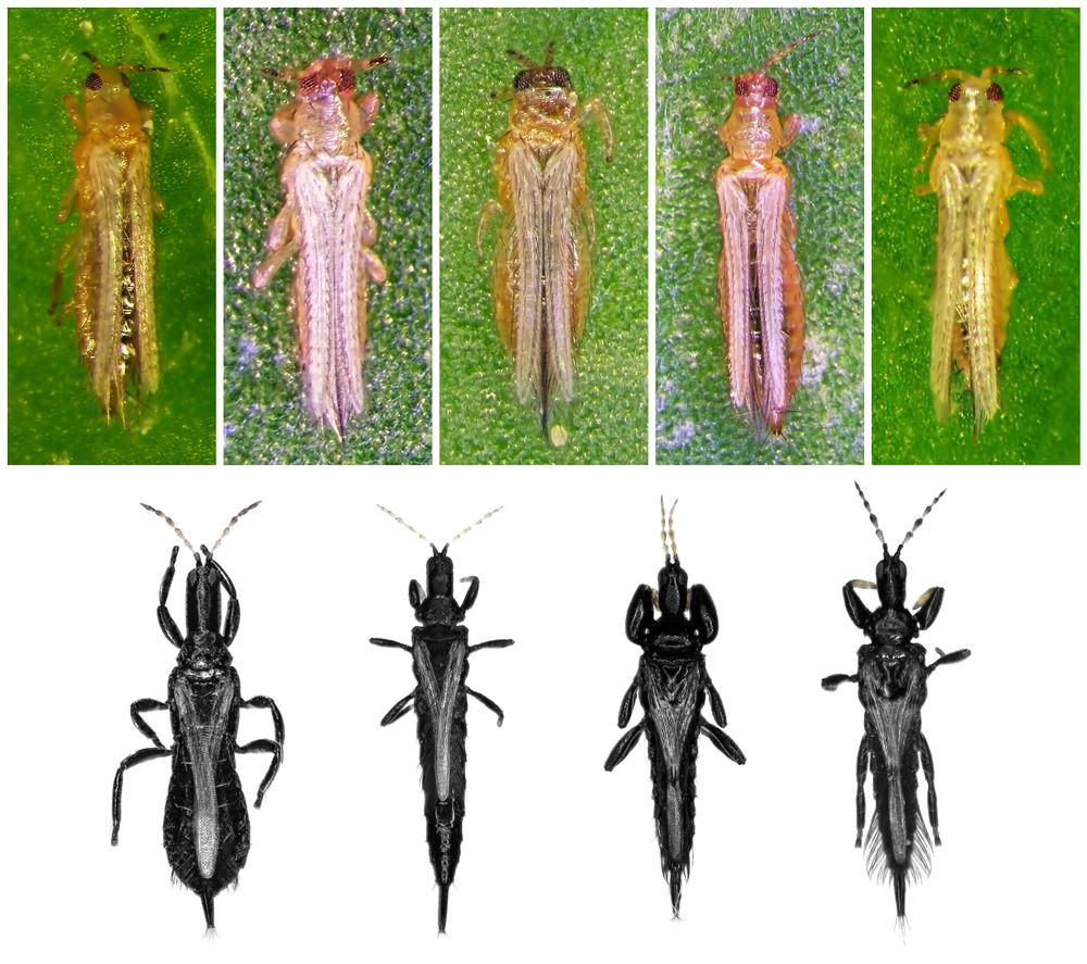 Variationen von Thripsen, die Ihre Cannabispflanze befallen können