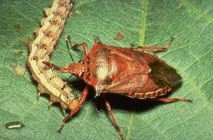 räuberischer Plattwurm, der eine Raupe angreift