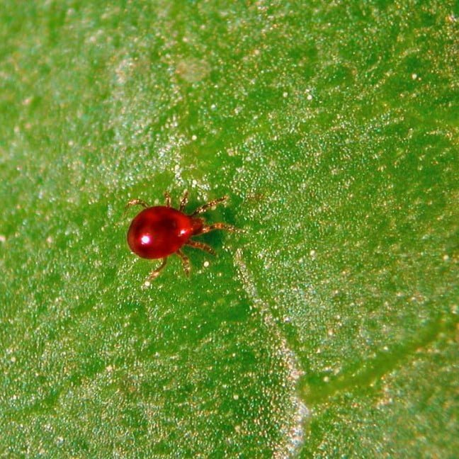 Raubmilbe a Amblyseius degenerans Schädlinge