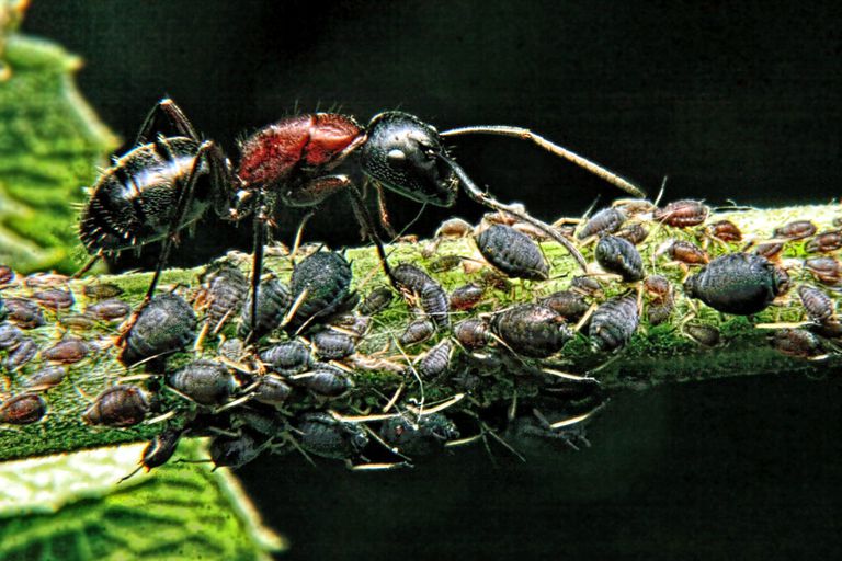 Schädlinge und Cannabispflanzen - Blattläuse