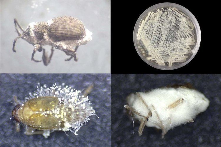 beauveria Thripidae Schädlinge Nuka-Saatgut