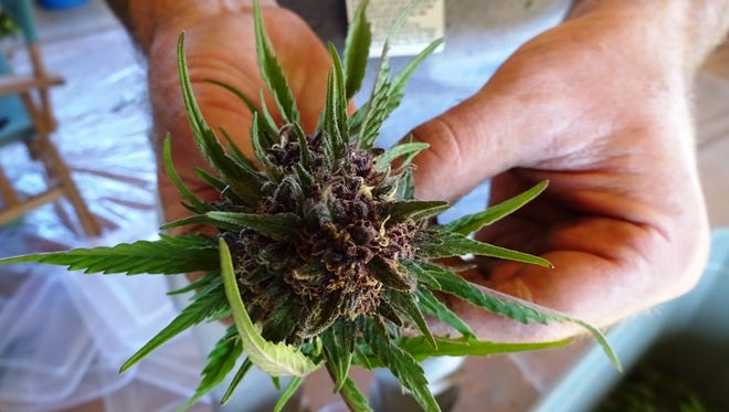 cannabis plant harvest