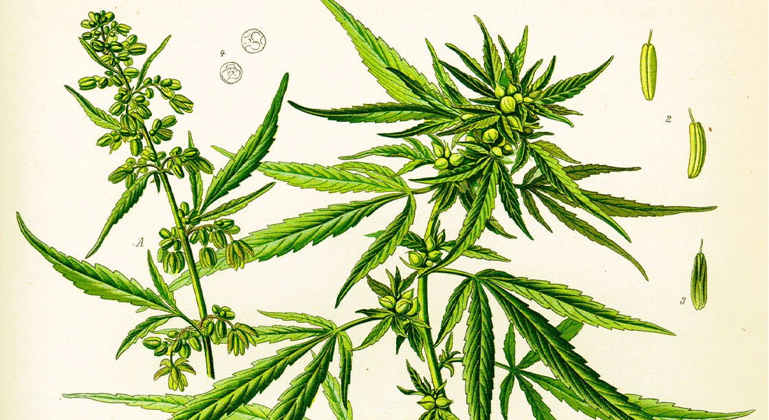 cannabis plant anatomy male ganja nuka seeds