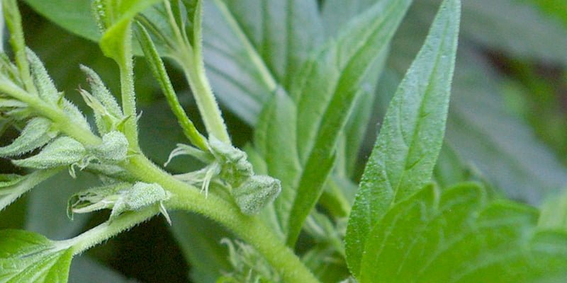 Anatomie der Cannabispflanze