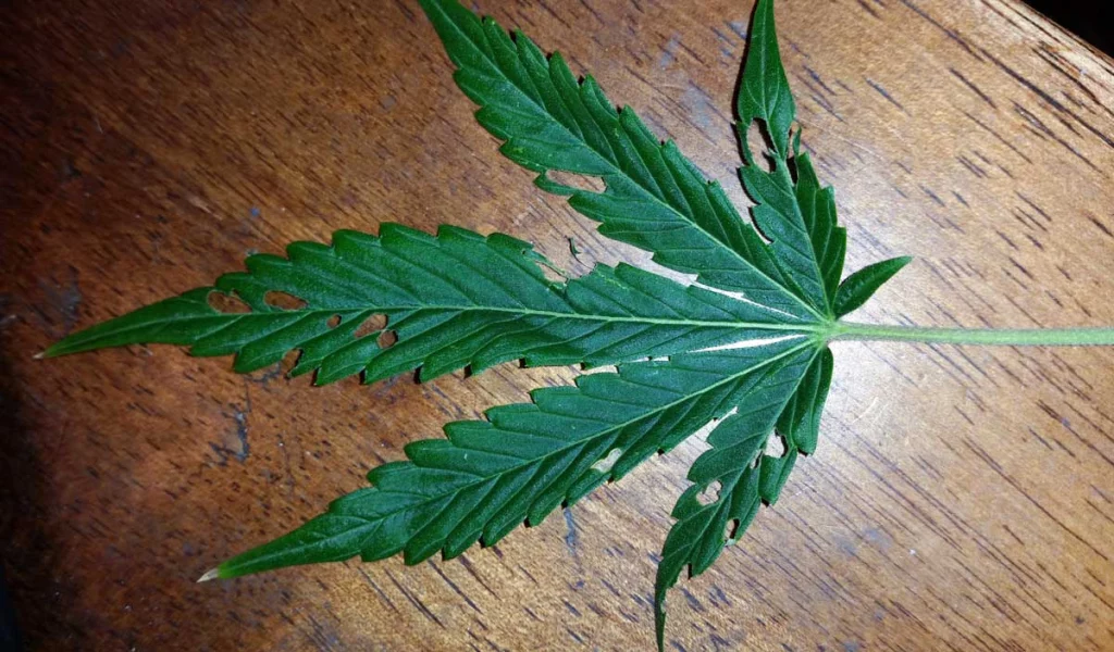 Hanfblatt von einer Raupe gebissen