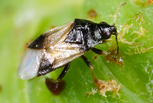 Raubwanzen Cannabis-Schädlinge Nuka