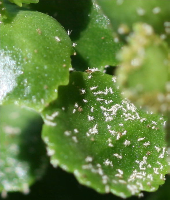 die Haut von Blattlaus-Nymphen an Blättern