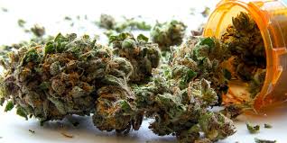 konopí a borelióza