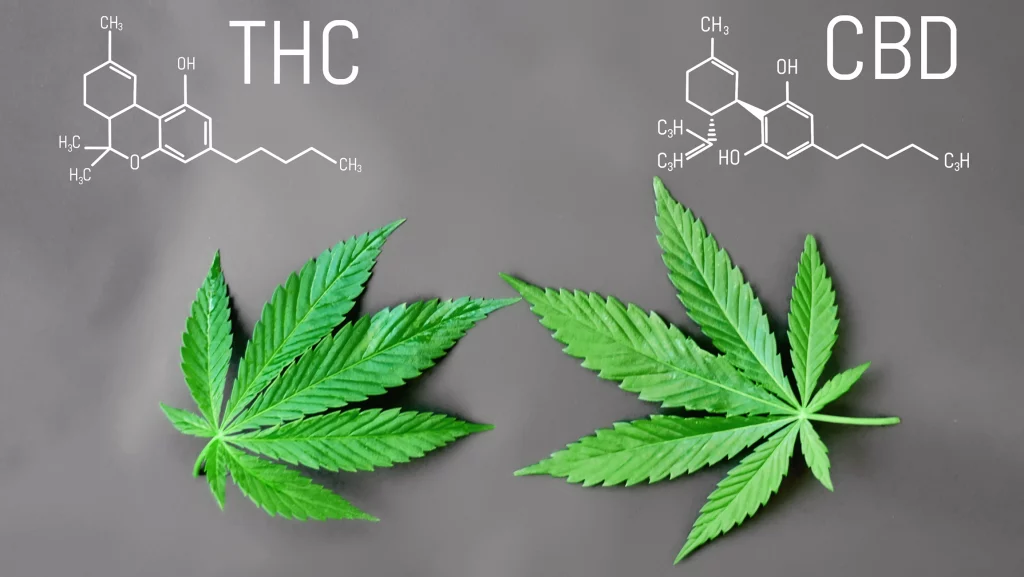 různé množství thc a cbd v marihuaně