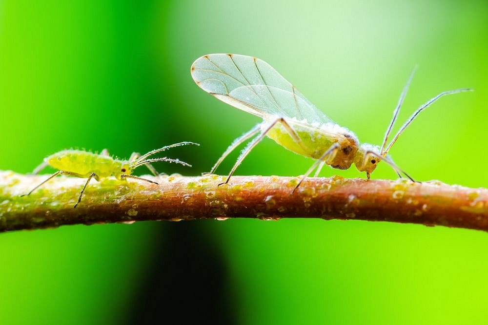 geflügelte Blattlaus Cannabis vernichten