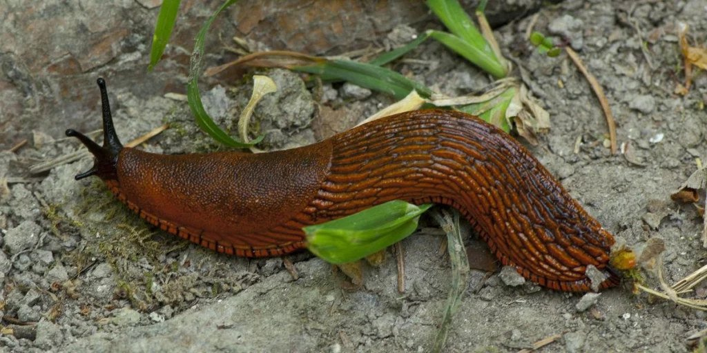 Schädlinge, die Ganjapflanzen bedrohen - Schnecken