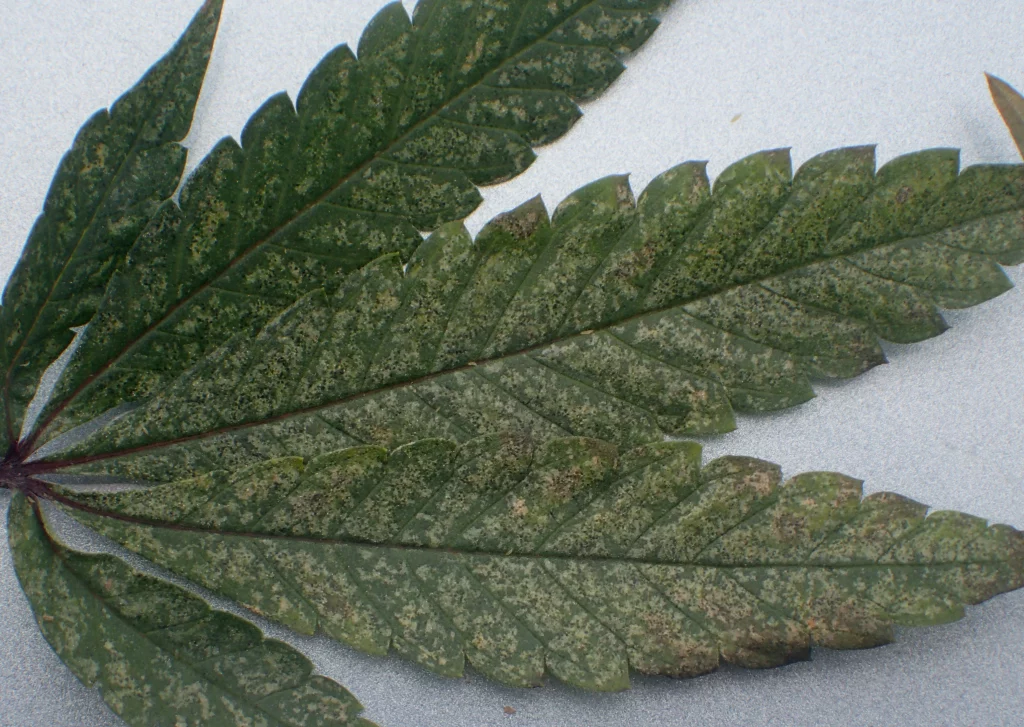 Befall mit Blattthripsen Marihuana