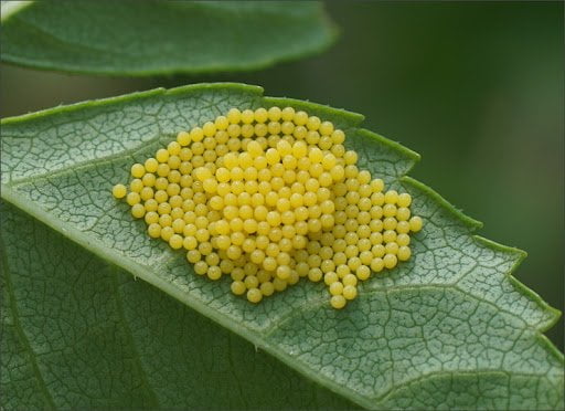 Schädlinge und Cannabispflanzen - Raupeneier