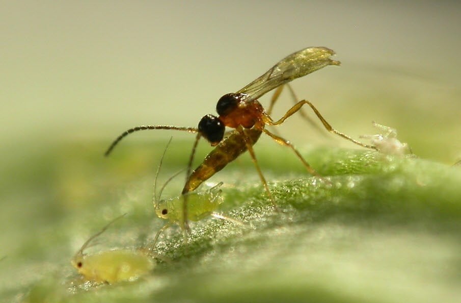 Pests and cannabis plants - aphids