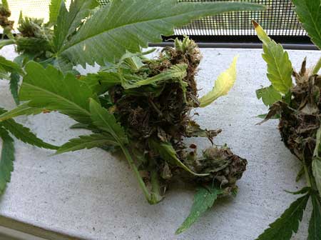 Botrytis auf Marihuana