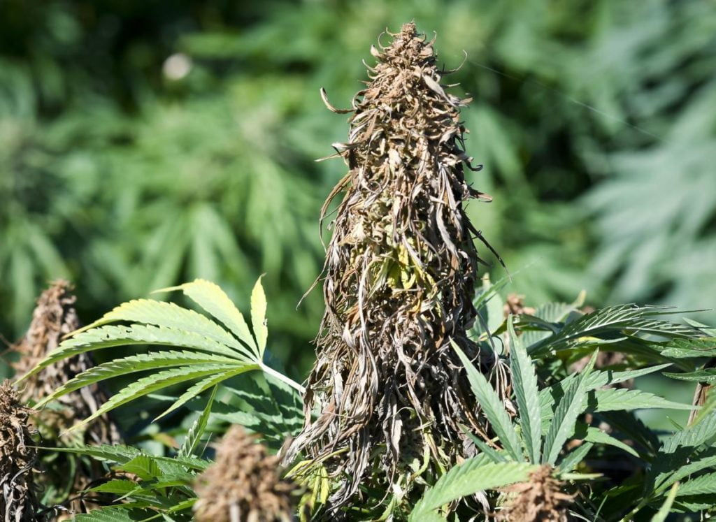 Der Schimmelpilz Botrytis hat Marihuana-Blüten befallen