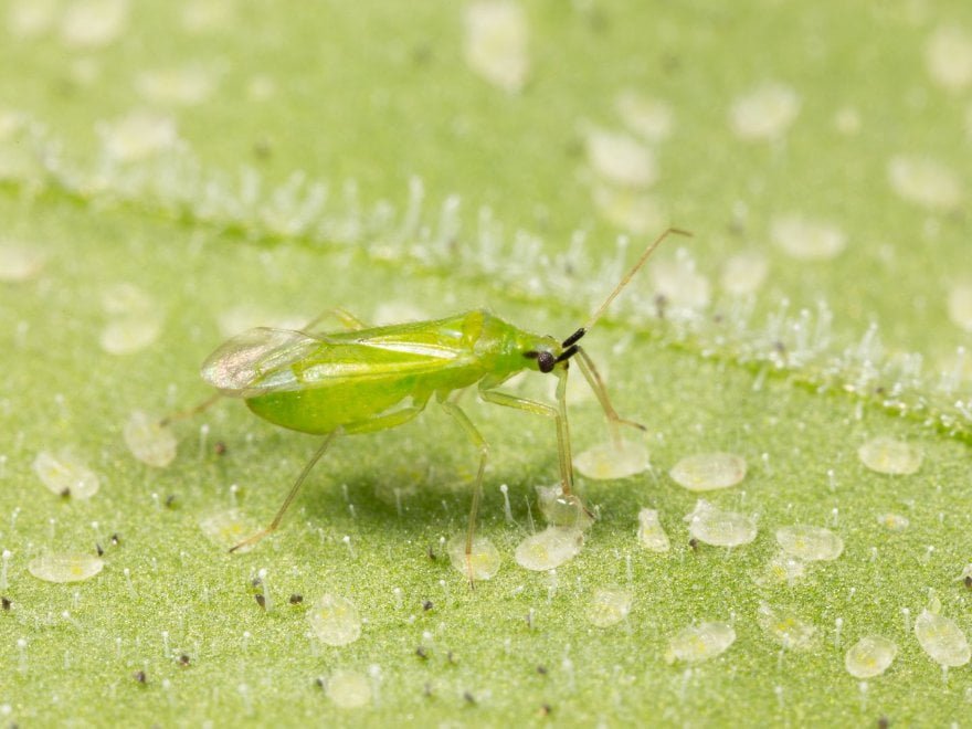Schädlinge und Hanfpflanzen - Raubtier mirindae