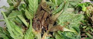 Marihuana-Blatt mit Schimmelpilzbefall