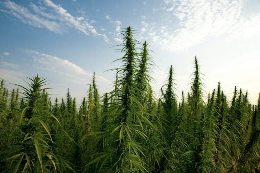 Landrassen-Cannabis und Taliban-Anbau