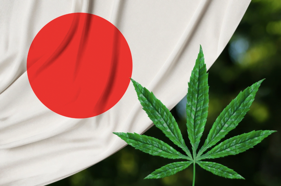 cannabis in Japan leaf nuka