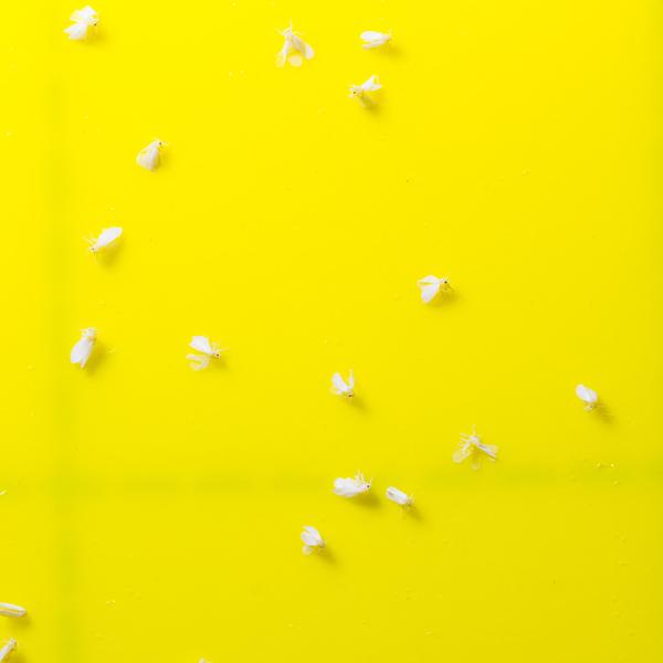 Schädlinge und Ganjapflanzen - Weiße Fliege