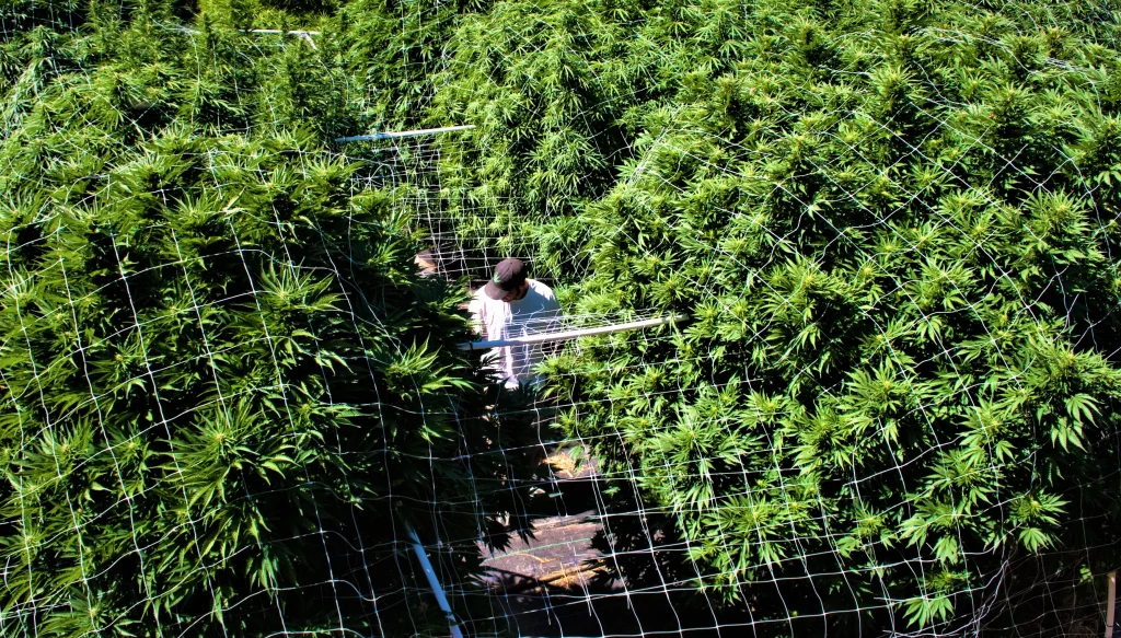 Die dicken, dichten Zweige der Cannabispflanze schaffen ein ideales feuchtes Milieu für das Wachstum des Botrytis-Pilzes im Inneren