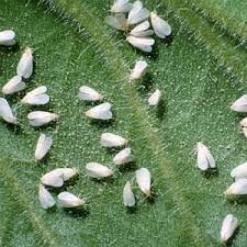 Schädlinge und Cannabispflanzen - Weiße Fliege