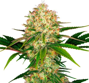 megaton-seeds-hemp-nuka-seeds-transparent-sticks