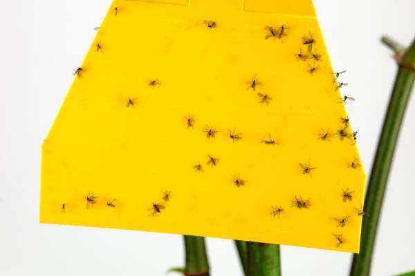 lepkavá žlutá past