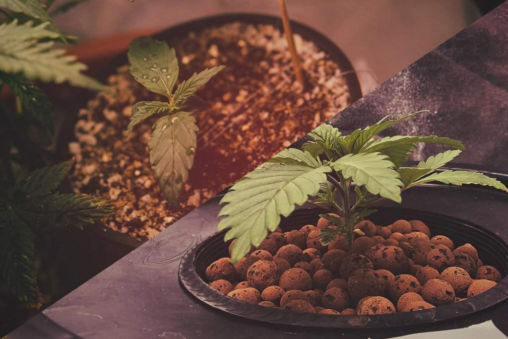 zakrytý květináč s rostlinou konopí