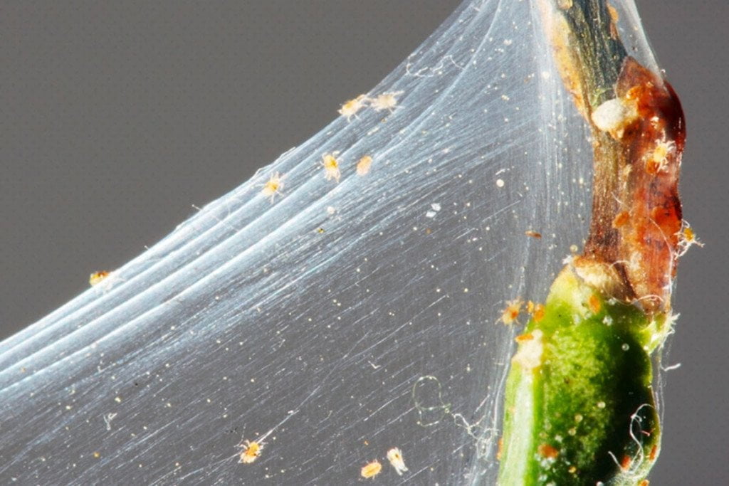 Škůdci a rostliny konopí - mšice