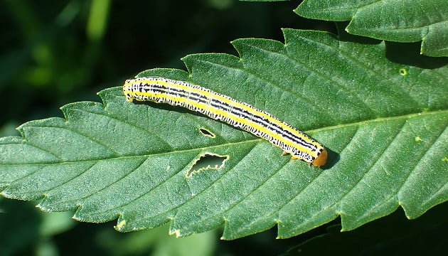 Featured image for “Series on pests that threaten cannabis plants – caterpillars”