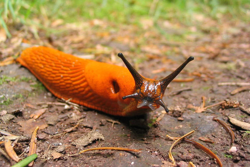 škůdci ohrožující rostliny konopí - slimáci