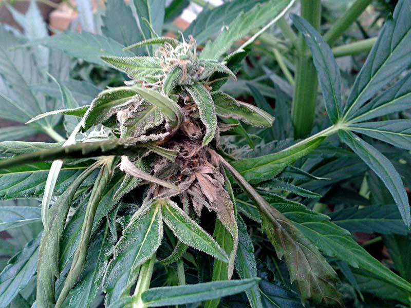 Marihuana, das vom Botrytis-Schimmel befallen ist