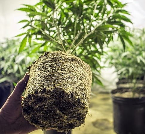 Wurzelballen der Cannabispflanze