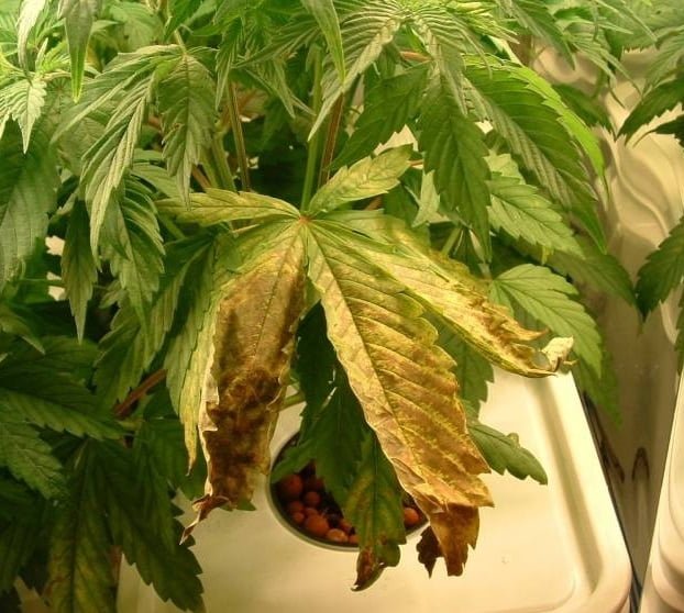 verwelktes Marihuana-Blatt