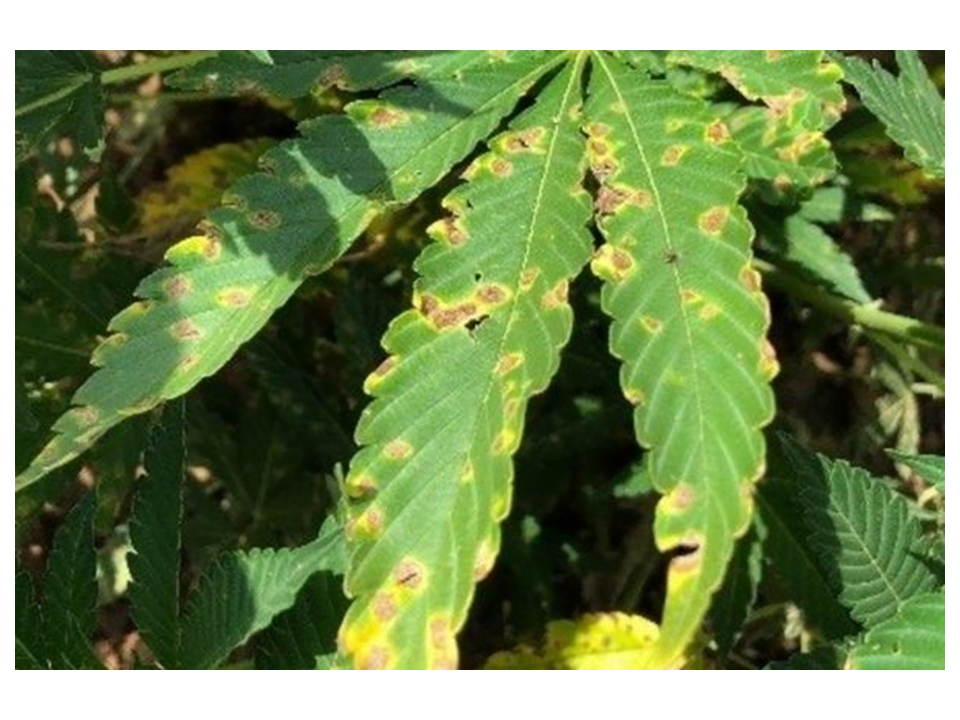 septoria blatt cannabis