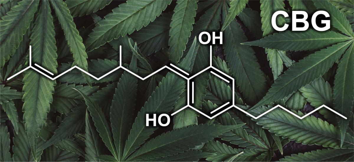 CBG - what is cannabigerol oh ho cannabis leaf