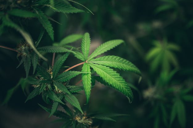 Hanf-Fächerblatt CBG