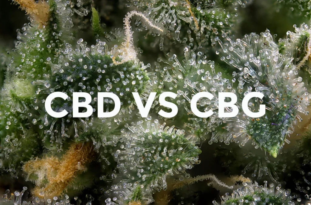 CBD vs. CBG-Canabinoide