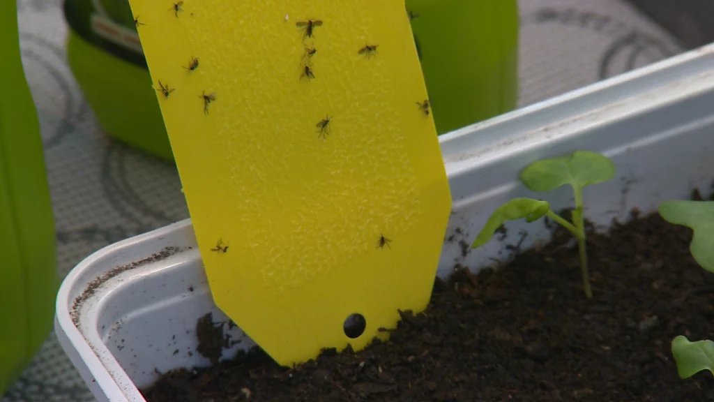 lepicí desky nuka seeds