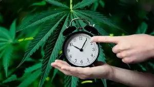 Wann ist der richtige Zeitpunkt für den Anbau von Cannabis?